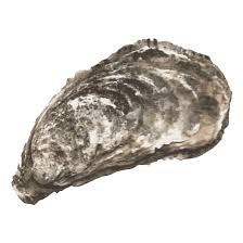 Fresh Oysters
