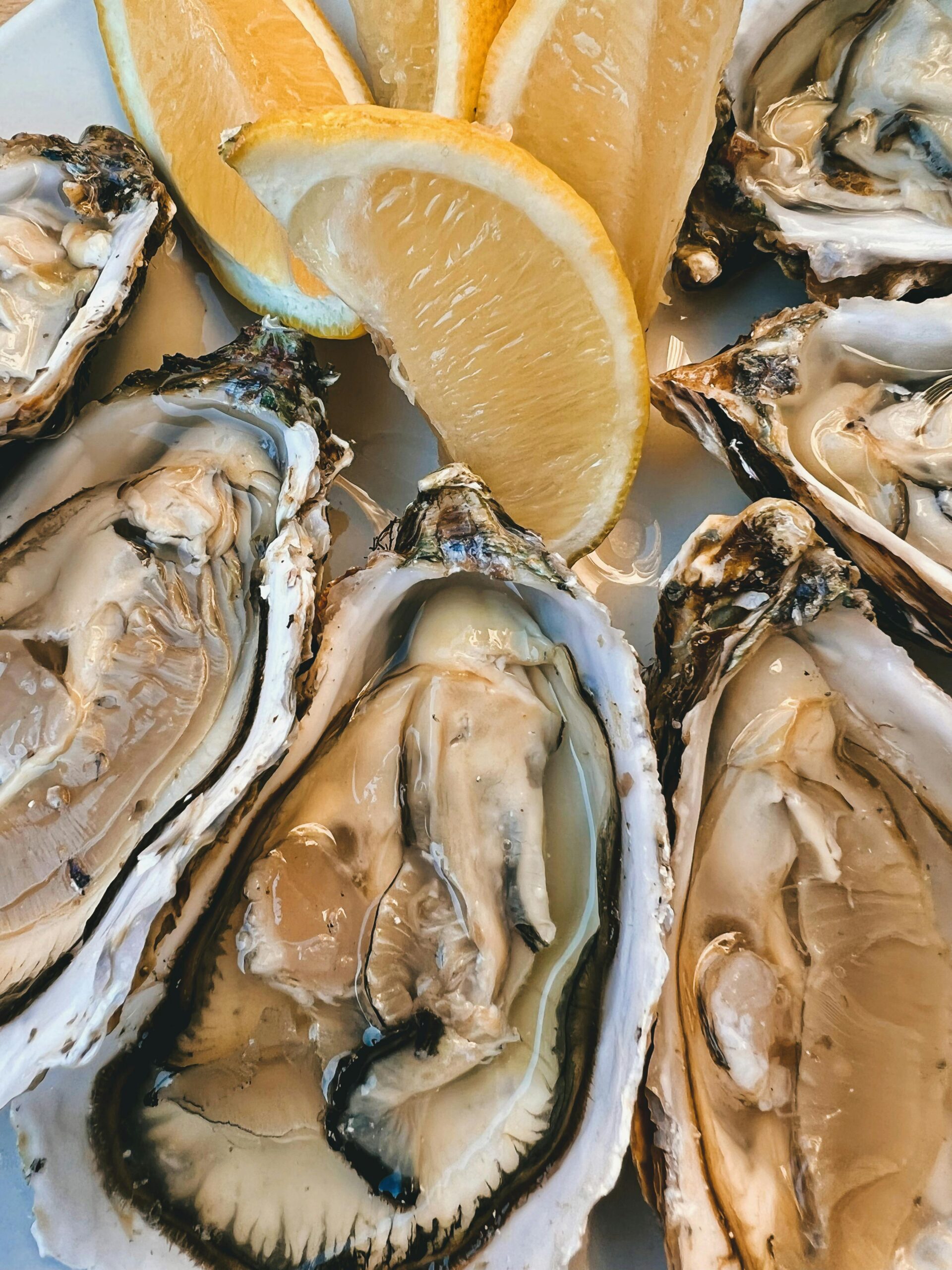 premium oysters